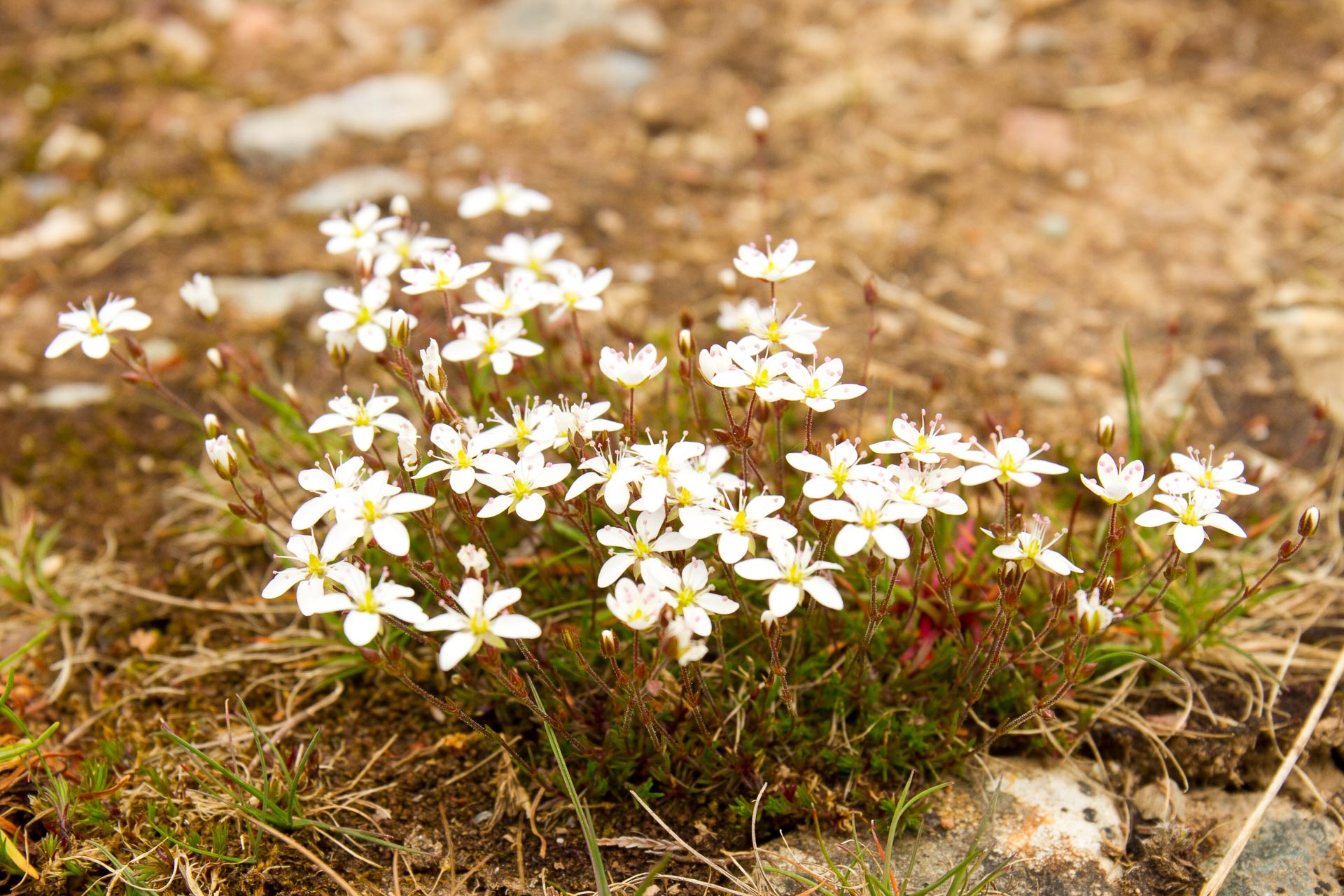 Spring Sandwort (a metallophyte)