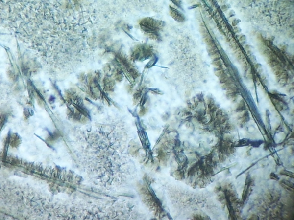 Fig-8-Pitchstone-thin-section---Fir-trees---are--100-micron--copy-1