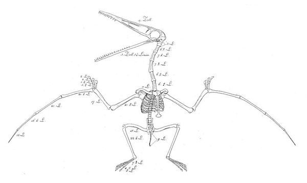 800px-Pterosaur_reconstruction_Soemmerring_1812-1