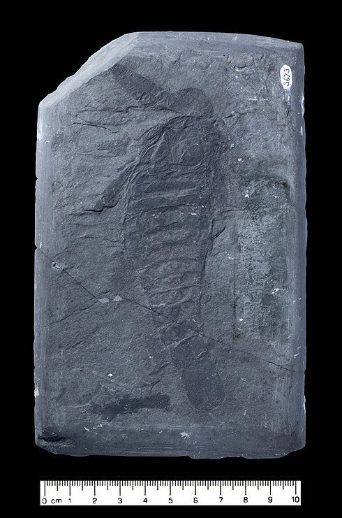euypterid