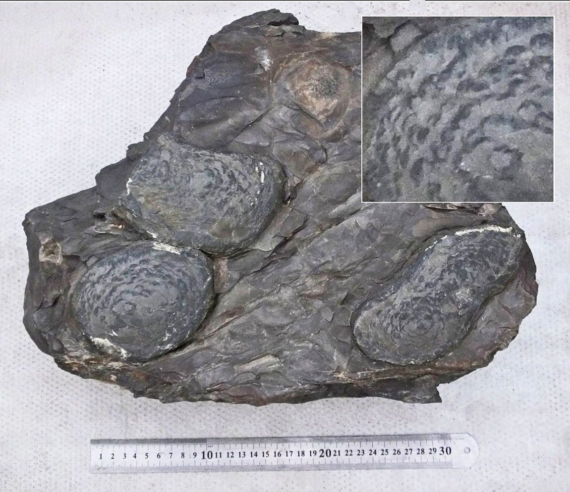 Concretion, Trefeglwys.