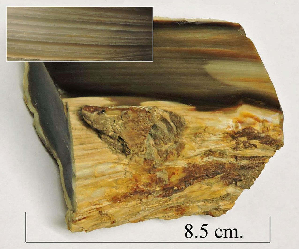 Petrified wood.