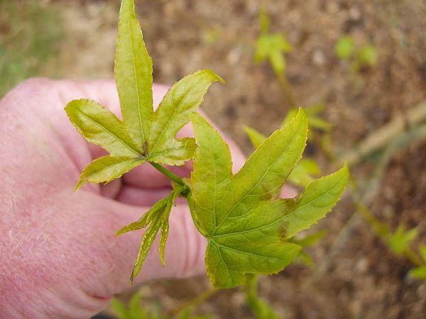 tim-600-sutton_knoll_liquidambar_1