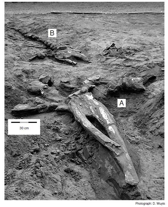 tim-Plesiocetus-skeleton-from-Bosselaers-et-al-2004