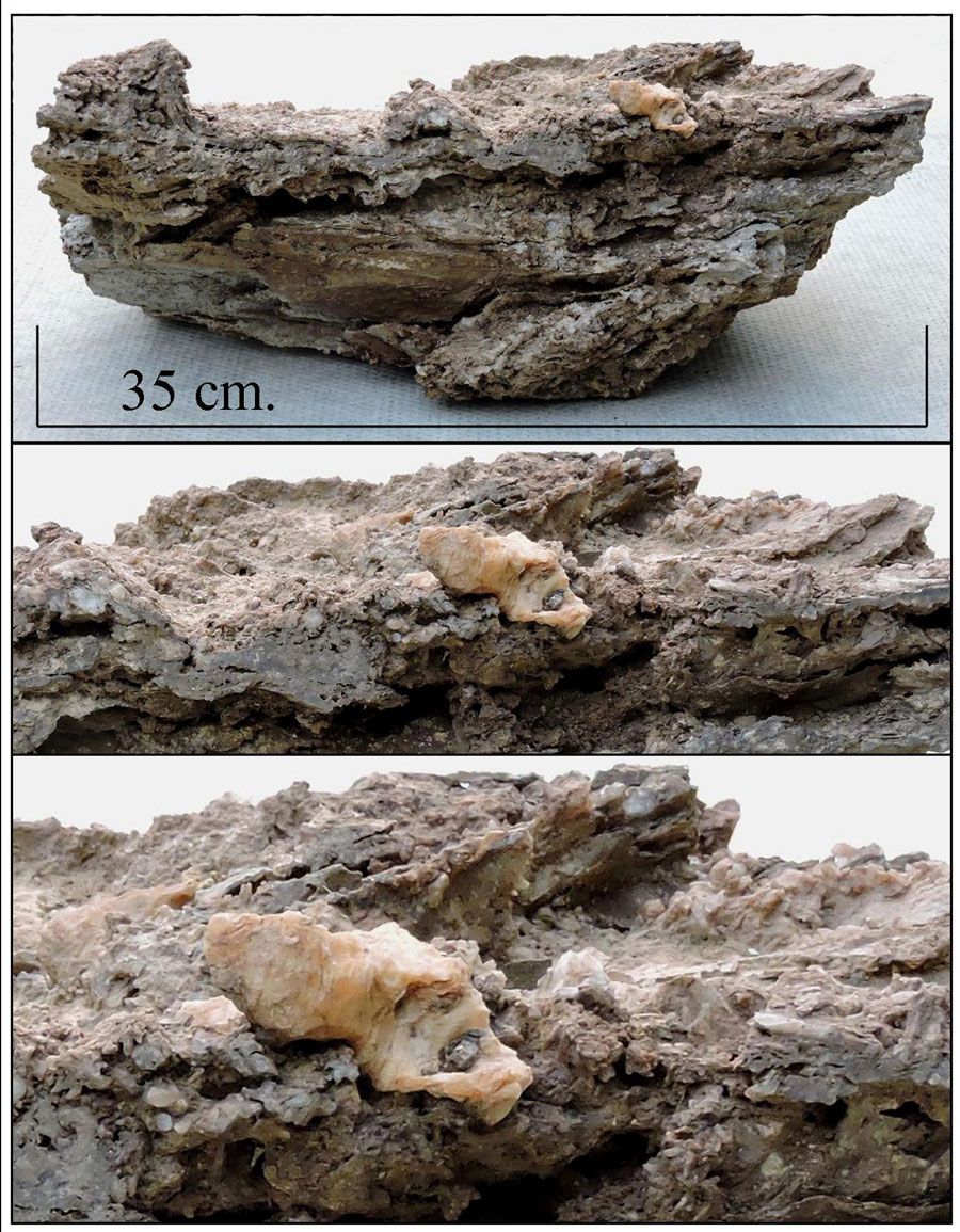 Mineral rich sedimentary rock-1.