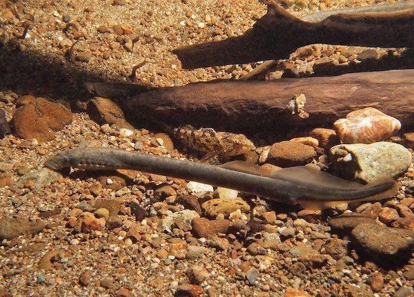 Western_brook_lamprey_-Lampetra_richardsoni-_-9258476476--1
