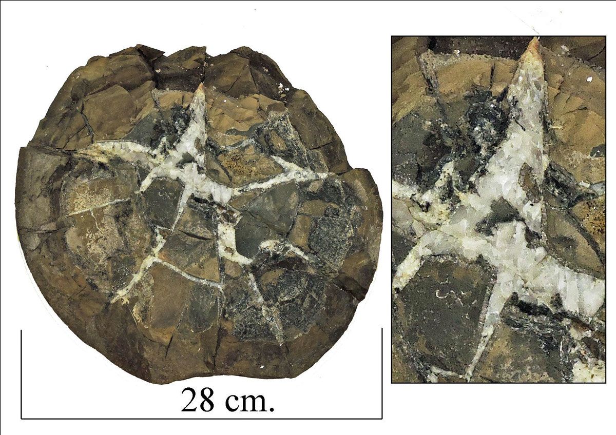 Septarian concretion (nodule)